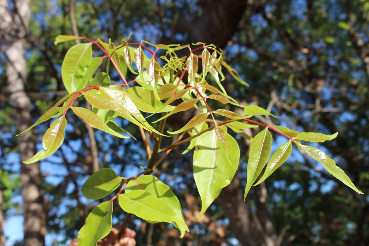 Commiphora